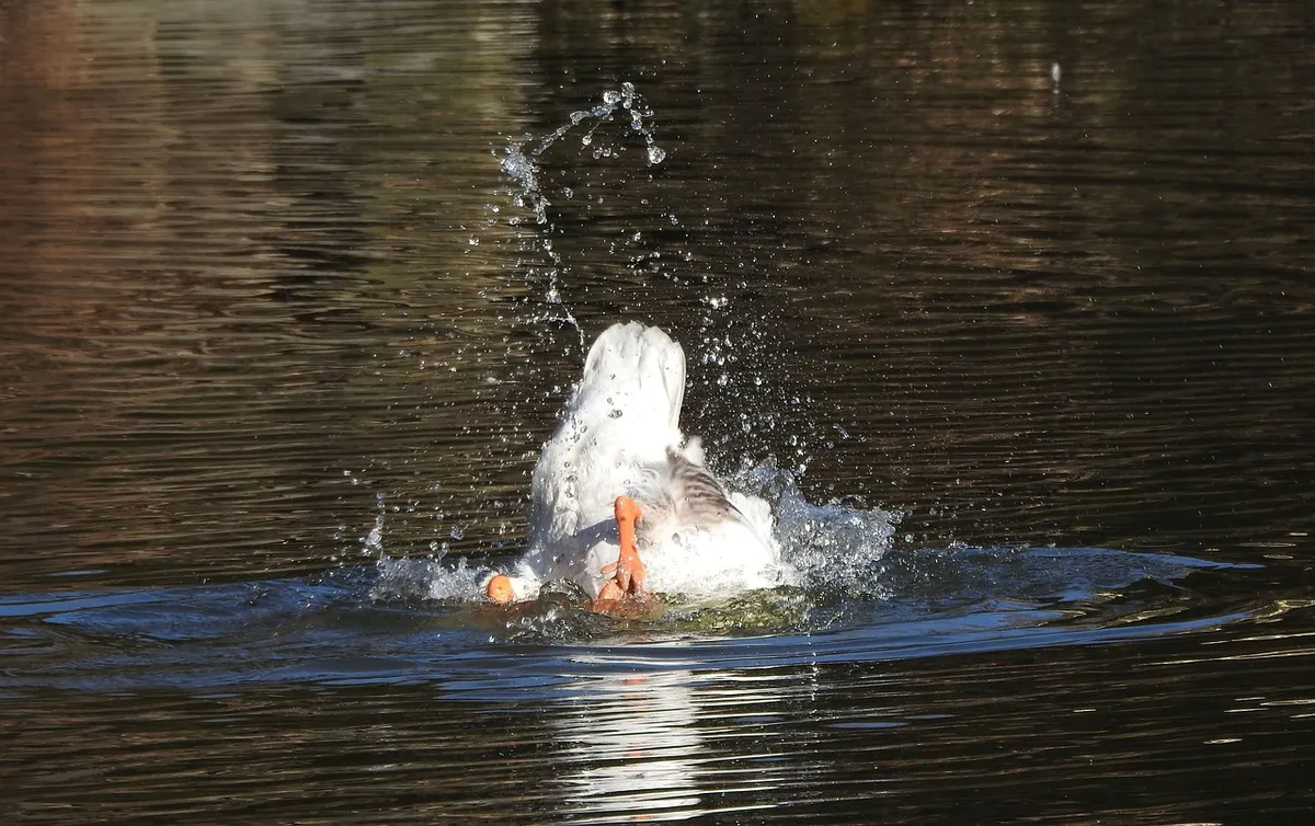 鴨子，保持冷靜，下水，泡澡，頭在水裡，水鳥，池塘，湖，羽毛，野生動物，自然，鳥，家禽，頭，尾向上，有趣，有趣